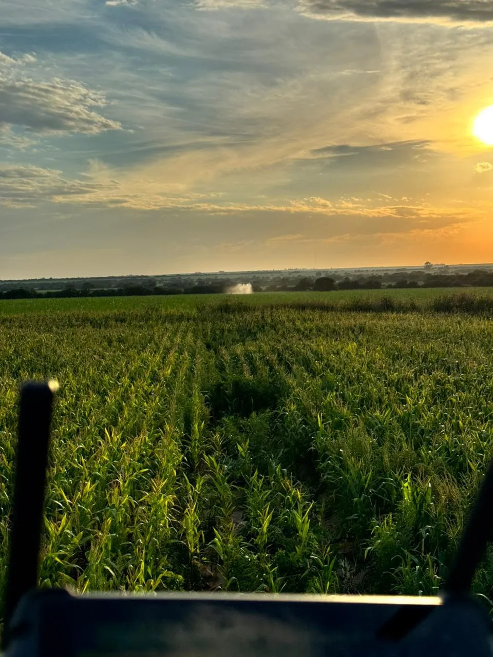 Vista panorámica del cultivo
